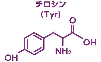 チロシン（Tyr）