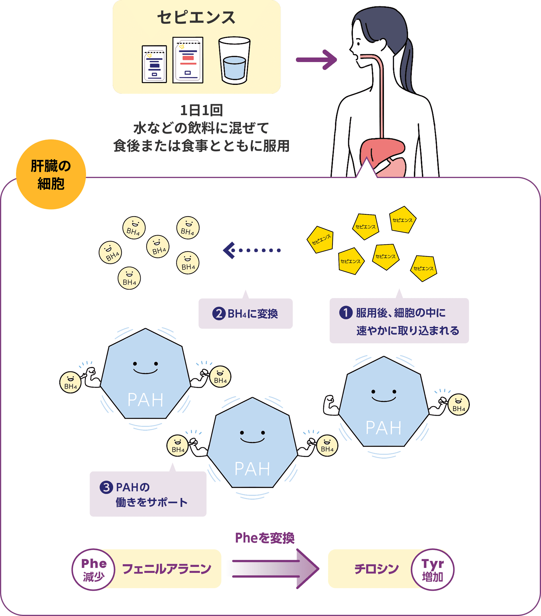1日1回水などの飲料に混ぜて食後または食事とともに服用　肝臓の細胞 ❶服用後、細胞の中に速やかに取り込まれる ❷BH4に変換 ❸PAHの働きをサポート Pheを変換 Phe減少 フェニルアラニン Tyr増加 チロシン